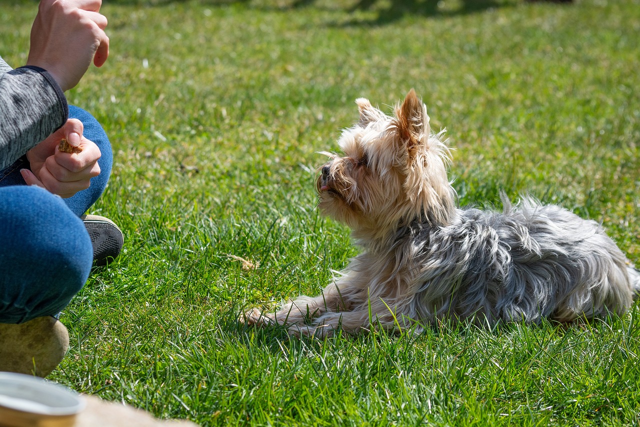 Tips for Teaching Your Dog to Balance on a Ball